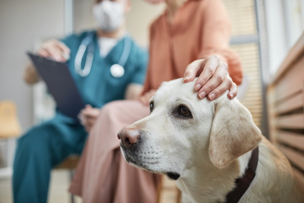 Die 10 wichtigesten Fragen zur Tierkrankenversicherung